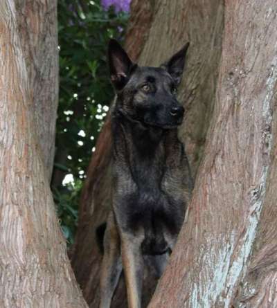 Schäferhund-Beitrag-Bild