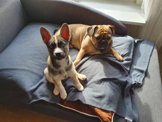 Zeigt uns das 6. Bild von eurem Hund in eurer Galerie-Beitrag-Bild