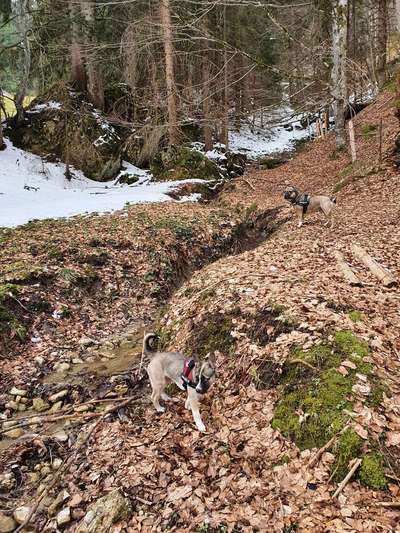 Die Dogorama Kalender Challenge Teil 2/4-Beitrag-Bild