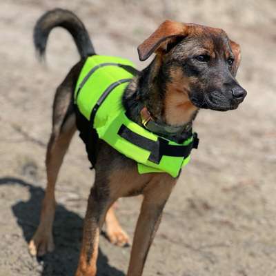 Hundetreffen-Spielstunde Junghund-Bild