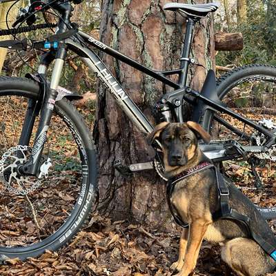 Hundetreffen-Trainingspartner/in Bikejöring-Bild