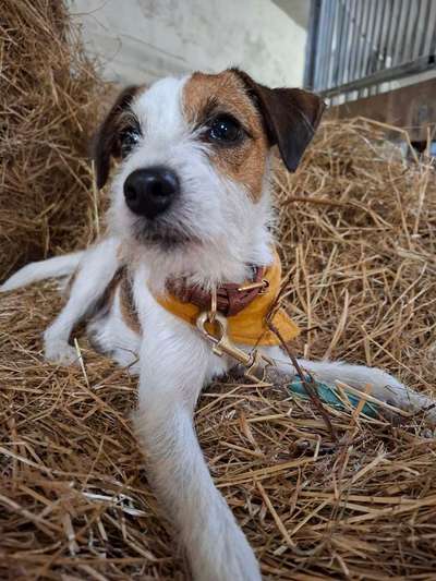 Hundetreffen-Junghund Treffen-Bild