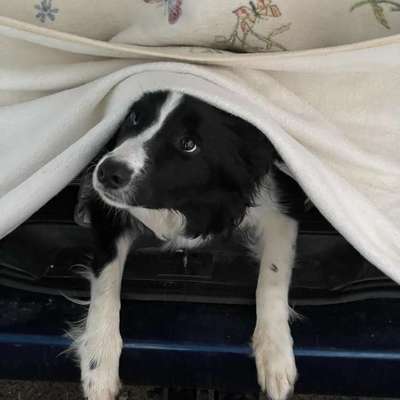 Hundetreffen-Spielfreunde gesucht-Bild