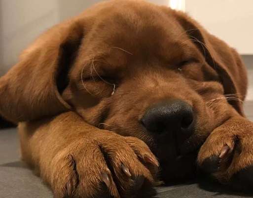 Welpen Bilder !-Beitrag-Bild