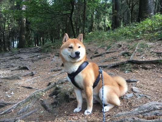 Hundetreffen-Shiba Gruppe Mainz-Bild