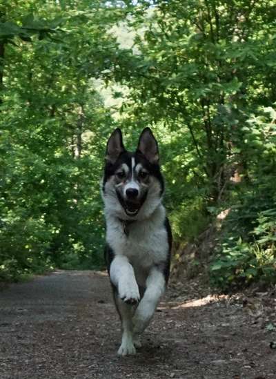 Dogorama Photo Challenge - Hunde in Action-Beitrag-Bild