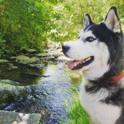 Husky-Beitrag-Bild
