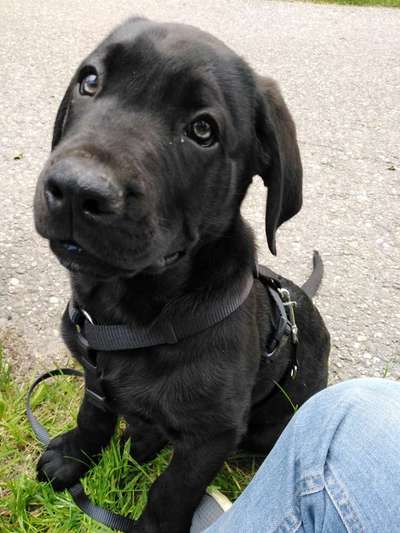 Welpen Bilder !-Beitrag-Bild