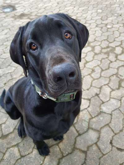 Labradorfans-Beitrag-Bild