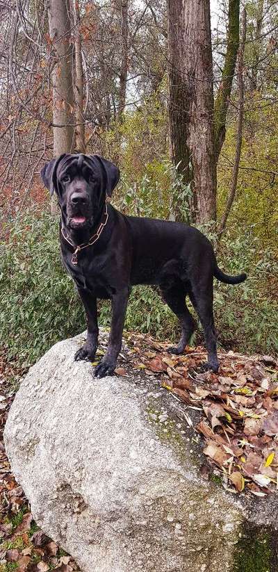 Mischlingshunde Foto Aufruf-Beitrag-Bild