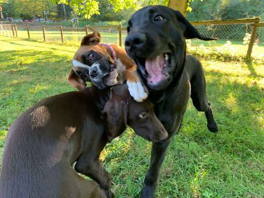 Lustigsten Grimassen von euren Hunden-Beitrag-Bild