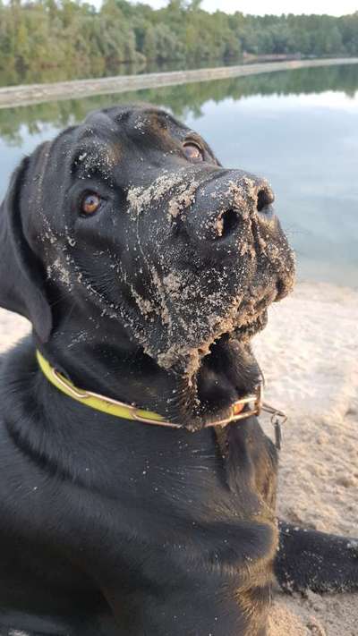 Labradorfans-Beitrag-Bild