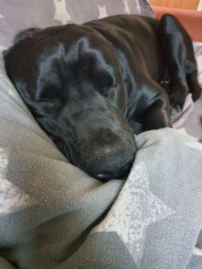 Hunde sind die beste Medizin-Beitrag-Bild