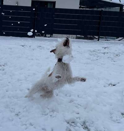 Dogorama Photo Challenge - Winterstimmung-Beitrag-Bild