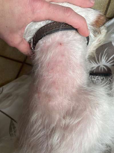 Allergiker-Hunde-Beitrag-Bild