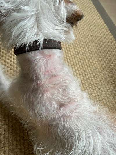 Allergiker-Hunde-Beitrag-Bild