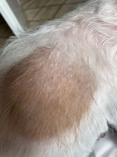 Allergiker-Hunde-Beitrag-Bild