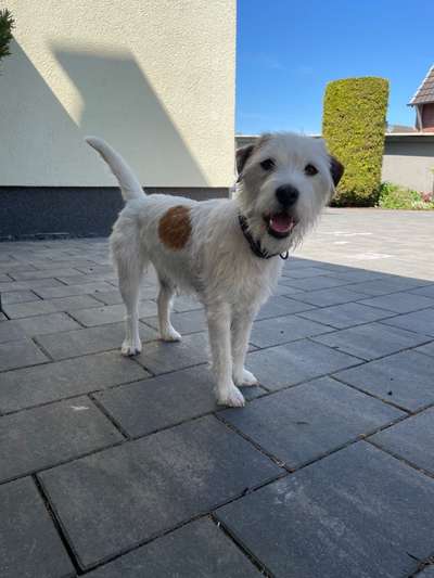 Allergiker-Hunde-Beitrag-Bild