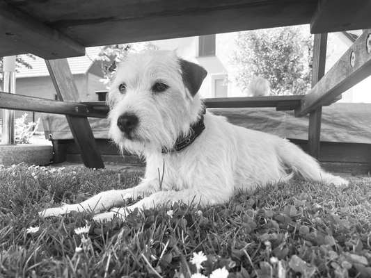 Allergiker-Hunde-Beitrag-Bild