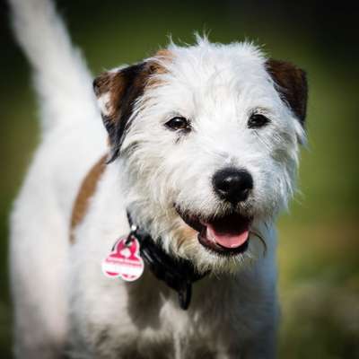 Wo sind die Jack und Parson Russell Terrier?-Beitrag-Bild