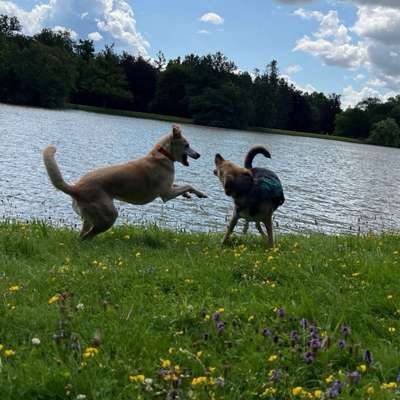 Hundetreffen-Hundefreunde - Indie sucht Hundefreunde in Kassel-Bild