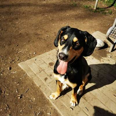 Hundetreffen-Junghund Treffen-Bild