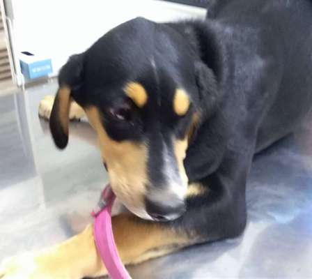 Aussies-Beitrag-Bild