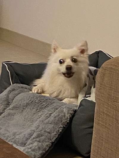 Dogorama Photo Challenge - Fail/Outtakes-Beitrag-Bild