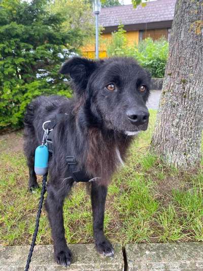 Hundetreffen-Treffen unter Tierschutzhunden-Bild