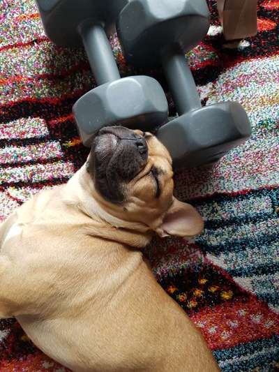 Zeigt her eure Frenchi-Beitrag-Bild