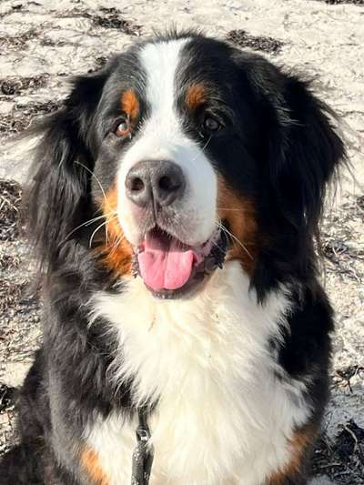 Berner Sennen-Beitrag-Bild