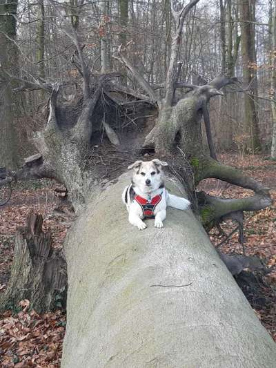 TierschutzhundeStammtisch🐕-Beitrag-Bild