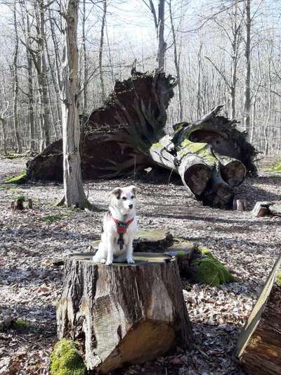 Auslandstierschutz-Beitrag-Bild