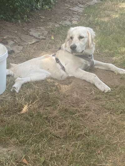 Wo sind die Golden Retriever Liebhaber?-Beitrag-Bild