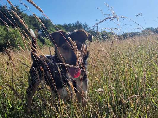 5. Hund im hohen Gras-Beitrag-Bild