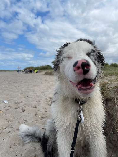 Zeigt eure verrücktesten Hundebilder-Beitrag-Bild