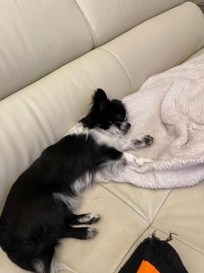 Wie heißt dein Hund?-Beitrag-Bild