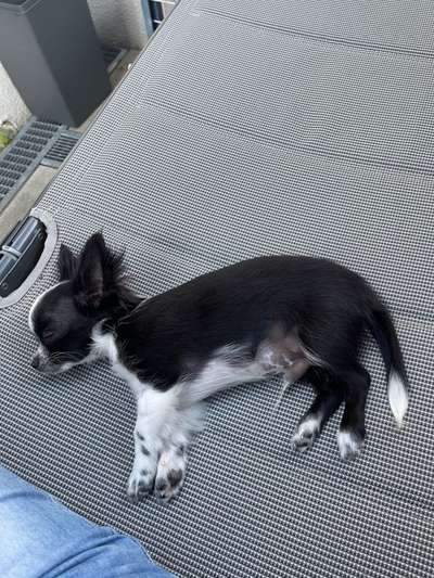 Hundetreffen-Chihuahua 4 Monate sucht Spielgefährten-Bild