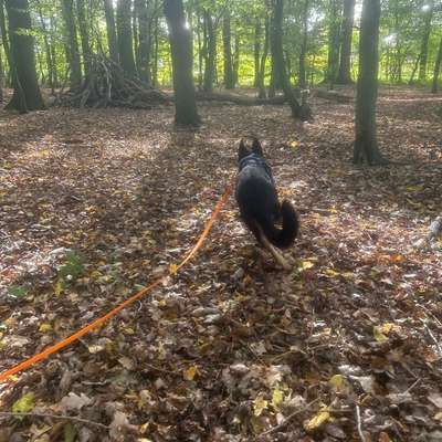 Hundetreffen-Spielen & Rennen-Bild