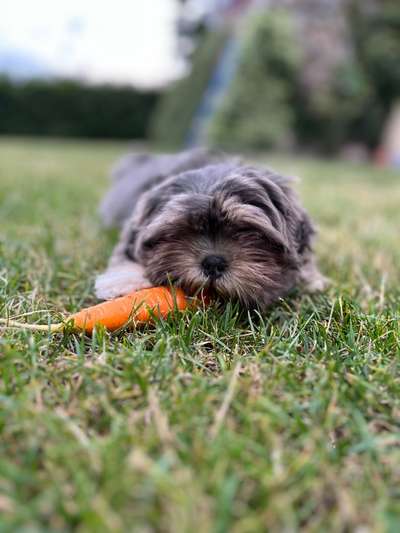 19. Farben  Fottochallenge :
Lieblingsfarbe-Beitrag-Bild