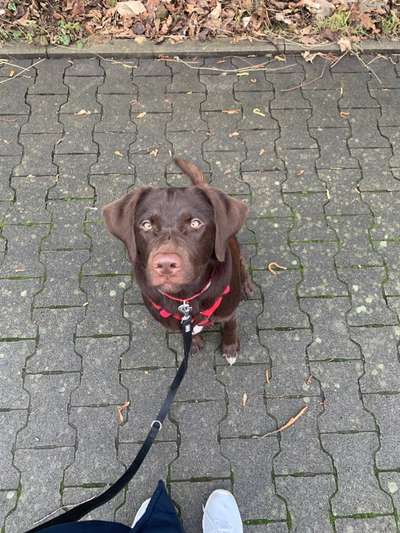 Labradorfans-Beitrag-Bild