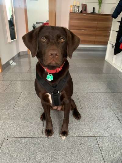 Hundegeschirr-Beitrag-Bild