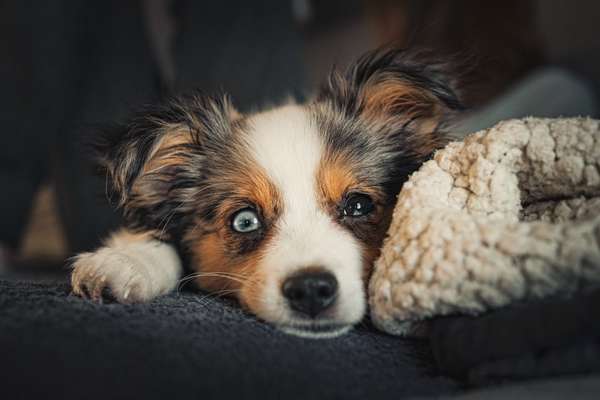 Aussies-Beitrag-Bild