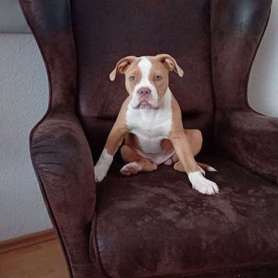 Hundetreffen-Junghundetreff-Bild