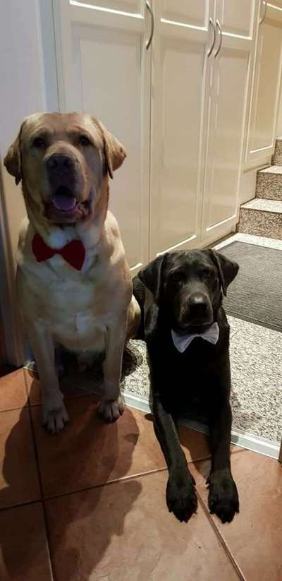 Bester Freund, Hundekumpel - zeigt her!-Beitrag-Bild