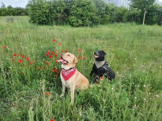Camping mit Hund/en-Beitrag-Bild