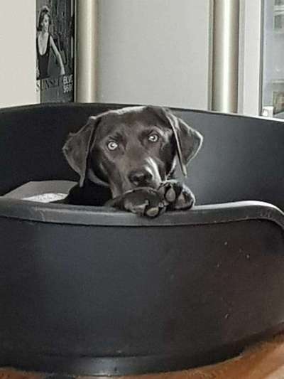 Dein Hund im Dogorama-Kalender 2021-Beitrag-Bild