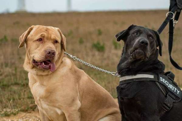 Dein Hund im Dogorama-Kalender 2021-Beitrag-Bild