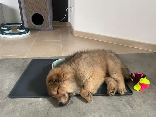 Die Dogorama Wochen Challenge-Beitrag-Bild