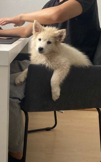 Fotosammlung: ,,Der natürliche Hund" Unbearbeitet, ungestellt und in Natura-Beitrag-Bild